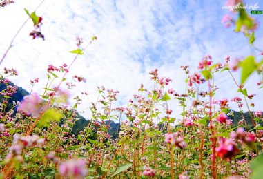 Ngỡ ngàng trước vẻ đẹp của hoa tam giác mạch Hà Giang