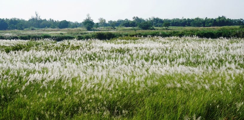 Cánh đồng cỏ lau trắng giữa sông Trà Khúc