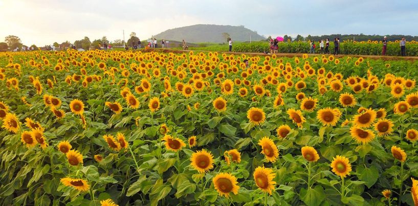 Cánh đồng hoa hướng dương 60 ha ở Nghệ An bung nở