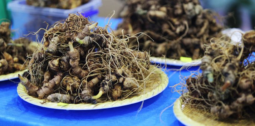 Chợ sâm Ngọc Linh giá hàng chục triệu đồng một kg ở Quảng Nam