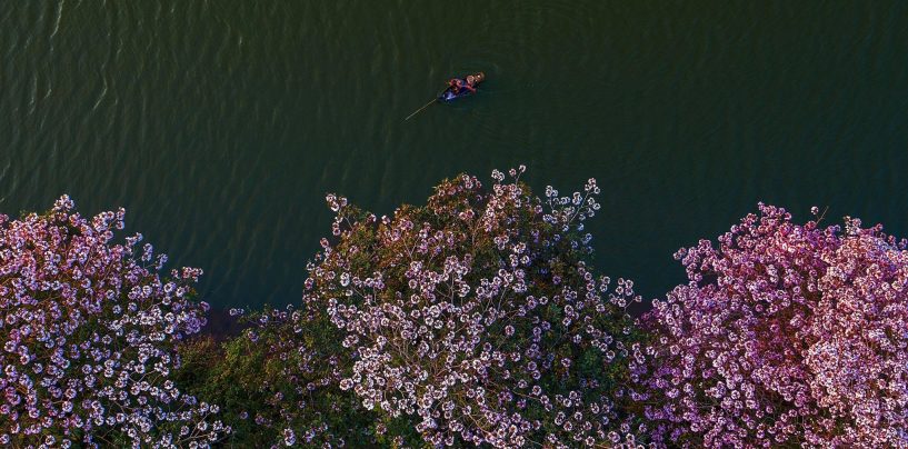 Hoa phấn hồng khoe sắc ở Bảo Lộc