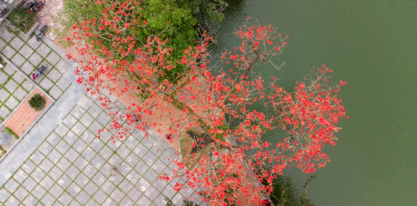 Rực đỏ hoa gạo trước sân chùa Thầy