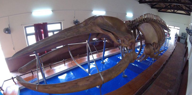 Vạn Thủy Tú, nơi có bộ xương cá voi lớn nhất Việt Nam