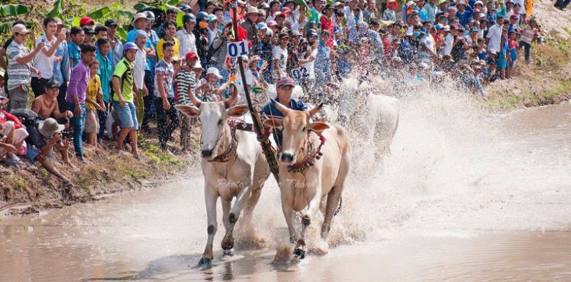 Lễ hội đua bò Bảy Núi hấp dẫn ở An Giang